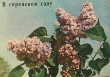 PPK_in_magazine_Tsvetovodstvo_No._6_1963_on_Kolesnikov_70th_birthday