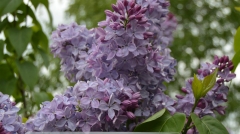 Nafisa_201905_SS