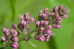 Nana (oblata oblata)