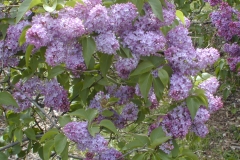 Nana (vulgaris)