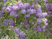 Nana_vulgaris_2003_HP_MM__DM