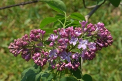 Nana_vulgaris_ZB_1