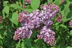 Nana_vulgaris_ZB_2