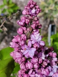 Naudin_20210427_BLBG_MLD