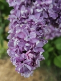 Naudin_20240504_BLBG_MLD_1