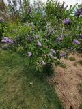 Naudin_20240504_BLBG_MLD_2