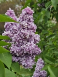 Naudin_20240504_BLBG_MLD_3