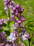 Nebo_Moskvy_20210511_HP_MLD_1