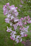 Sierra Exif JPEG