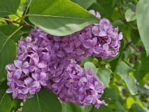 Negro_20240504_BLBG_MLD_2
