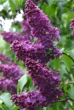Nesterka_Minsk_TP_1