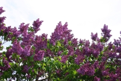 Nesterka_Minsk_TP_2