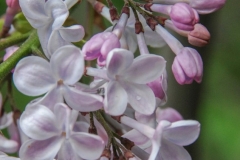 Nezhnost' (Sagitova)