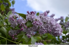 Nezhnost_2024_Russia_SB