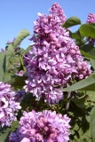 TOSHIBA Exif JPEG