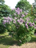 Niance_201405_Dobele_RR