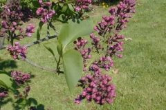 Nigricans