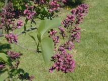 Nigricans_2003_HP_MM__DM