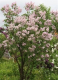 Nina_201905_Russia_TP