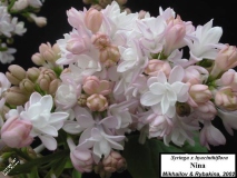 Nina_LNT