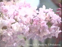 Nina_TP