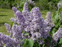 No._131_Magi_Estonia_IS_1