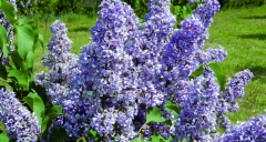 No._131_Magi_Estonia_IS_2