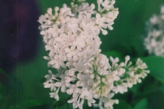Noisettiana Alba