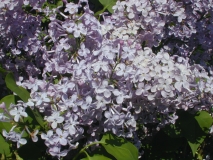 Nokomis_2003_HP_MM__DM_2