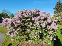 Nokomis_20220515_HP_MLD