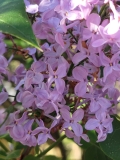 Nokomis_20220515_HP_MLD_4
