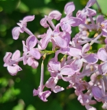 Nokomis_20230526_Hueg_MLD