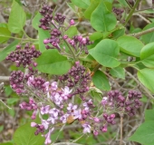 Nokomis_MLA_BB