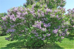 Nokomis_ZB_1