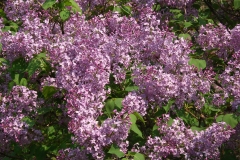 Nokomis_ZB_2