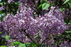 Nokomis_ZB_3