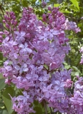 Sierra Exif JPEG