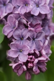 Normandiya-Nemen_202405_TRD_TP_1