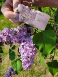 Norrfjarden_20220513_HP_MLD