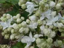 Oakes_Double_White_20180512_HA_MLD_3