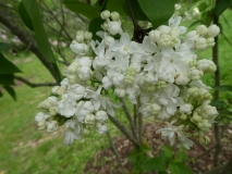 Oakes_Double_White_201906_RBG_MLD