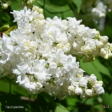 Oakes_Double_White_2019_LM_CF