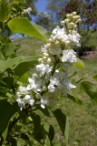 Oakes_Double_White_BP__MW