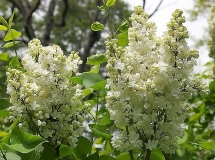 Oakes_Double_White_CH