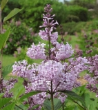 Oberon_200806_RHC