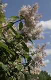 Oberon_TP_3