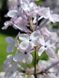 Oblata_dilatata_20220513_HP_MLD-3