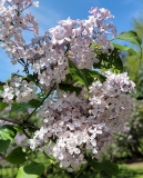 Oblata_dilatata_20220513_HP_MLD