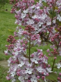 oblata_dilatata_2003_HP_MM__DM_4