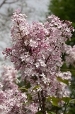 oblata_dilatata_ZB_3
